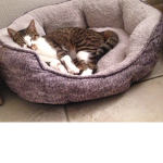 Les chat fans