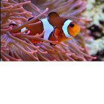 #Die Ugly Fische
