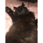 Catt squad
