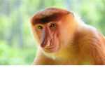 hing hong