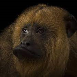 return to monke demo