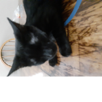 Cats #######