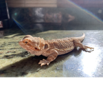 Lizard Nation!