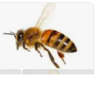 My Bee Group