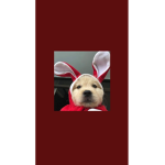 Charlie.rblx