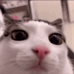 CART RIDE INTO KITTY!!!