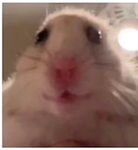 Shrek likes you