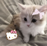 Cute catss/ Poland
