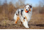 V love dogs