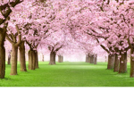 Blossom high school!
