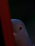 Scary Pigeon
