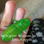 he is green because he eats lots of appils