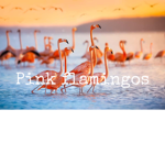 _Pink flamingos_