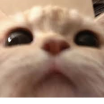 miychao