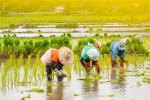pro rice farmers