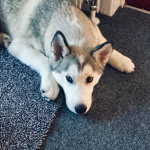Lola the Husky Fan Group