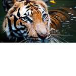 Tiger Group!!!
