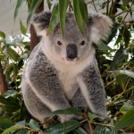 Koala fan group! (Koala fans only)