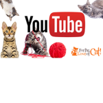 Real King Cuber YT #catsquad