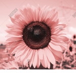 The pink sunflowers