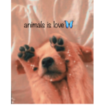 animals is love