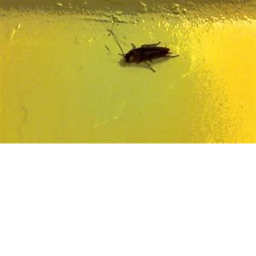 Roaches