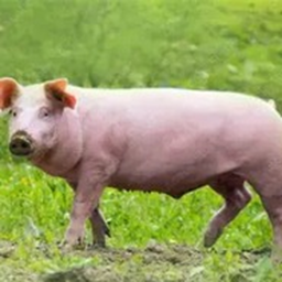 SCHWEIN SIMULATOR