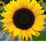 Sunflower happinesses