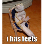 Fancy Leopard Gecko Club
