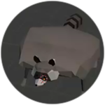 wide raccoon