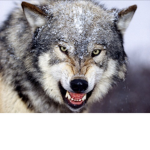 Wolves Of Life