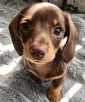 Sausages4life