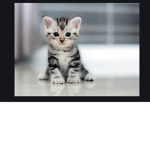 cats_squad