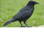 the dumb bird