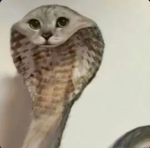 aaaaaaaaannnneeeeee