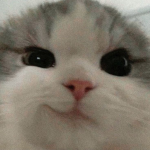 zededededed