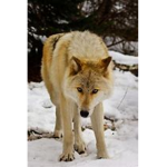the wolf mems
