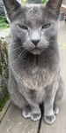 Catttttttttttttttttttttttttt