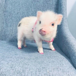 Oink oink oink uwu