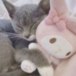 the tiny kittens