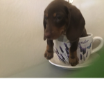 #dog clubb