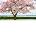 Blossom Bay Group