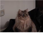 Cat Land