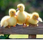 |⁓ Team Duck ⁓|