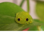~Frog Army!~