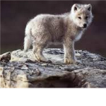 Pack of the Sun Wolves