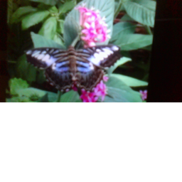 butterfly gaming group hang out!