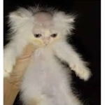 Bald cat -studios-