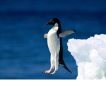 Penguin Gang Skrtttt