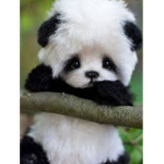 Cute animal fans